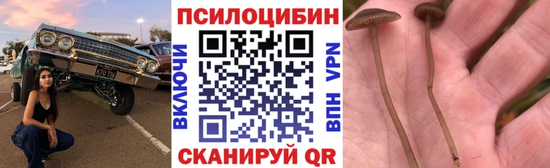 OMG ONION  Череповец  Галлюциногенные грибы Psilocybe 